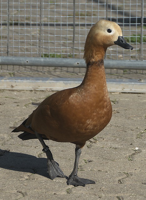 尤其在防守